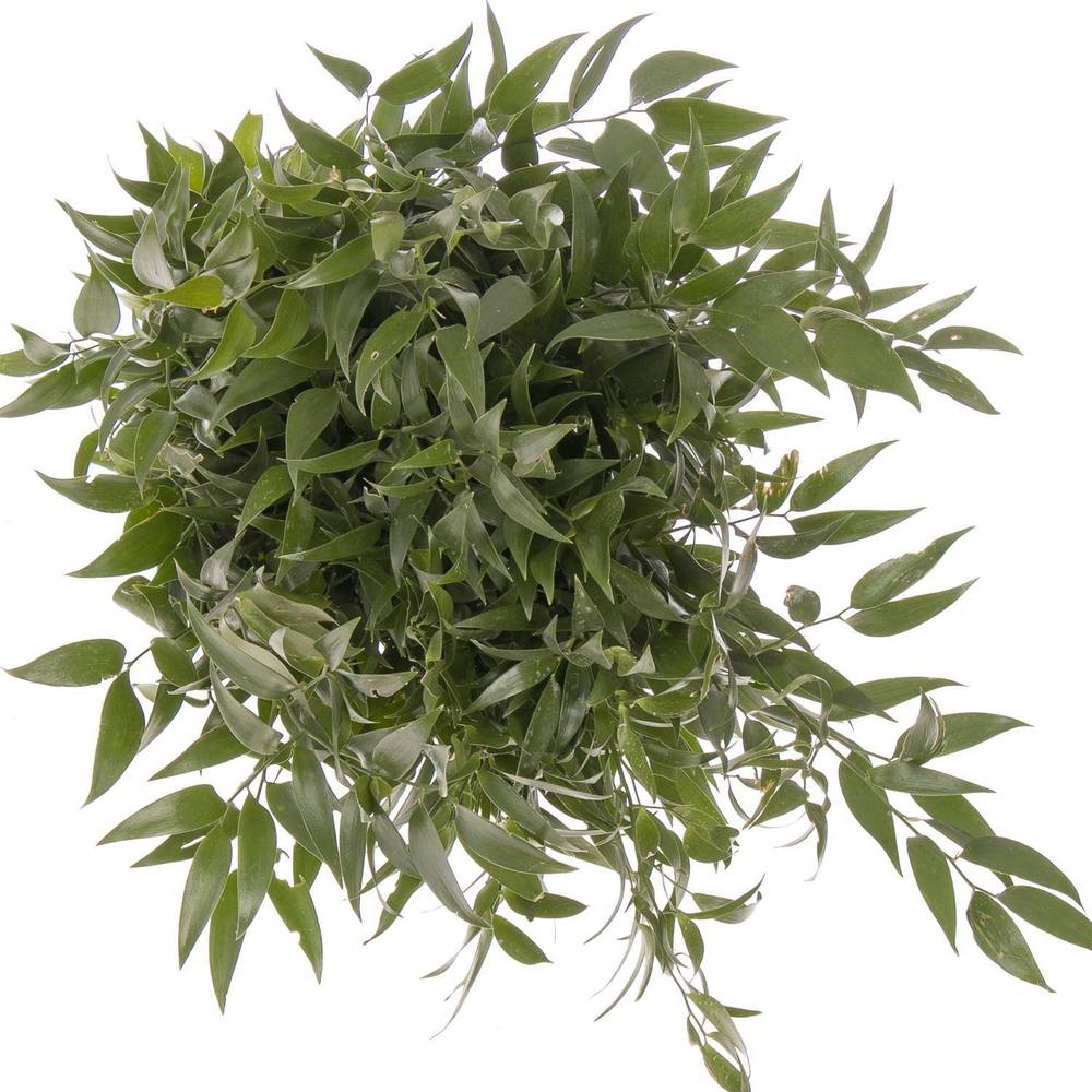 Ruskus grün fein 750 Gramm 80cm