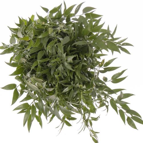 Ruskus grün fein 750 Gramm 80cm