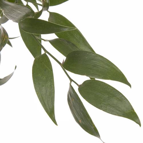 Ruskus grün fein 750 Gramm 80cm