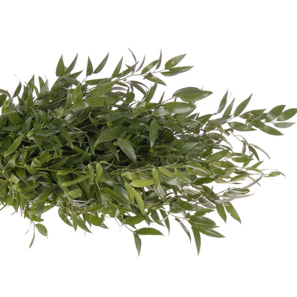 Ruskus grün fein 750 Gramm 80cm