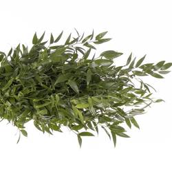 Ruskus grün fein 750 Gramm 80cm