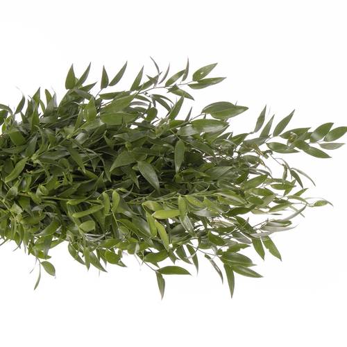 Ruskus grün fein 750 Gramm 80cm