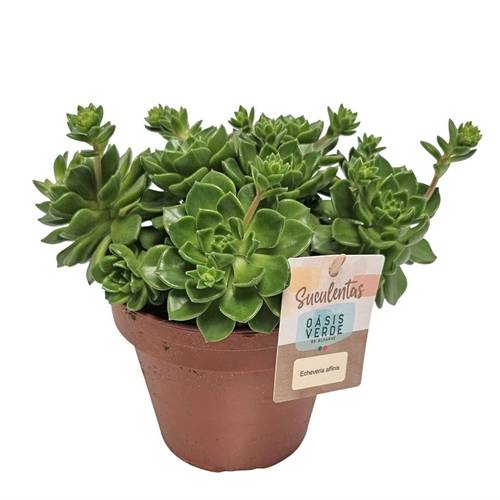 Echeveria Affinis T14 H025