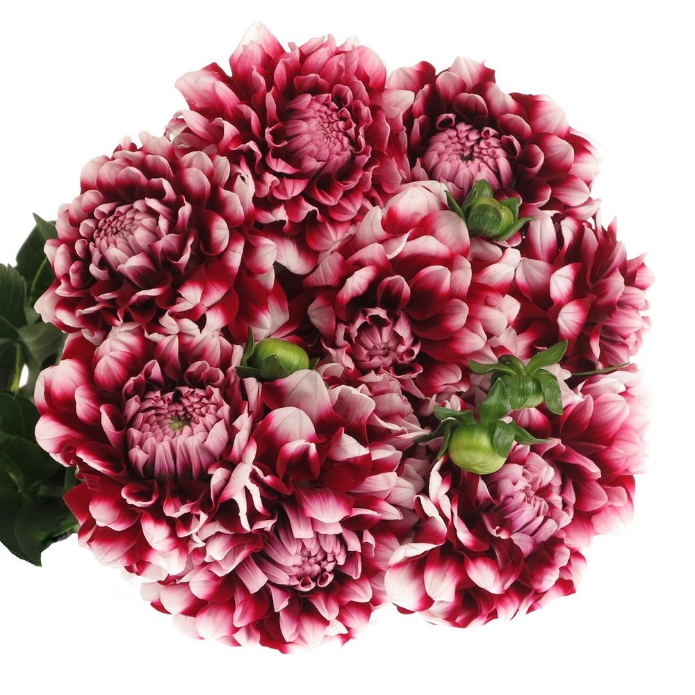 Dahlia rot/weiss Check 50cm