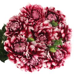 Dahlia rot/weiss Check 50cm