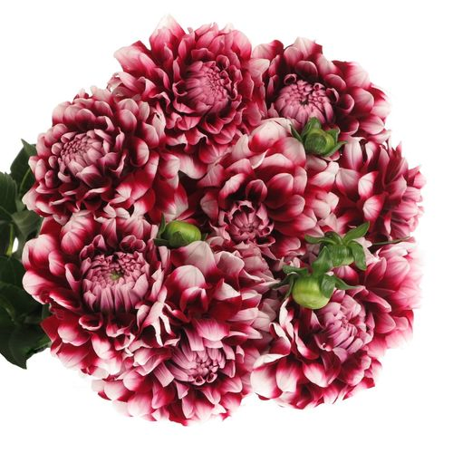 Dahlia rot/weiss Check 50cm