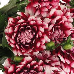 Dahlia rot/weiss Check 50cm