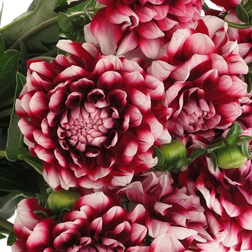 Dahlia rot/weiss Check 50cm