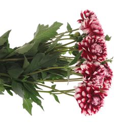 Dahlia rot/weiss Check 50cm