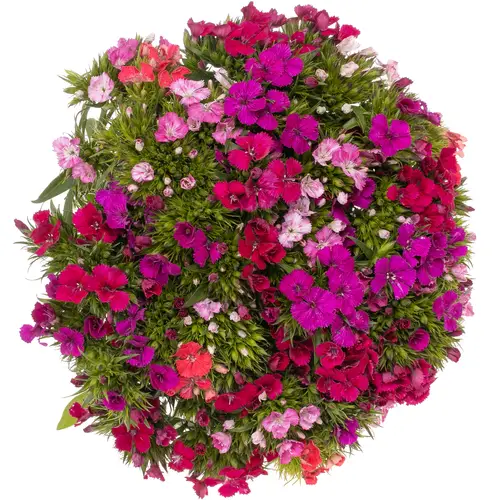 Bartnelke mix pro bund X5 30cm