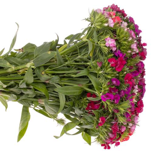 Bartnelke mix pro bund X5 30cm