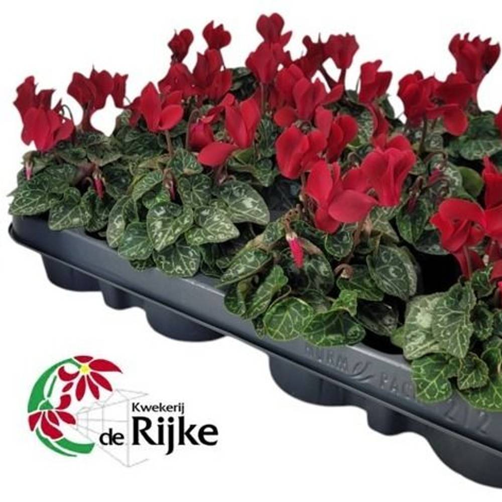 Cyclame Weinrot T07 H015