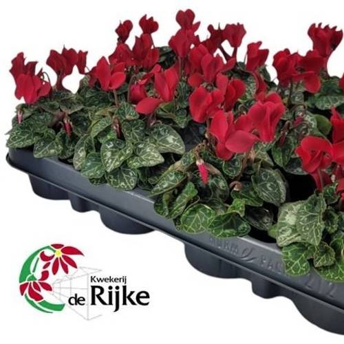 Cyclame Weinrot T07 H015