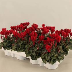 Cyclame Weinrot T07 H015