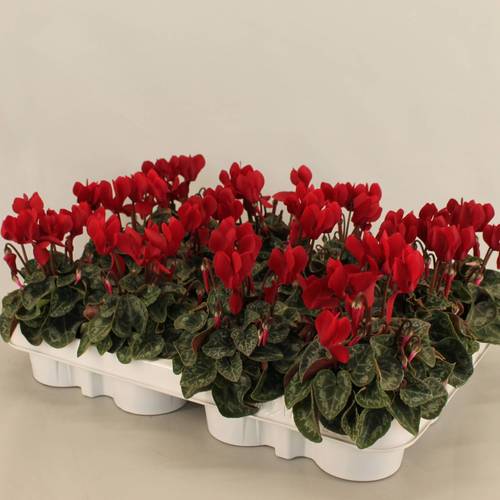 Cyclame Weinrot T07 H015