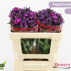 Phlox rosa Magical Purple Illusionz 50cm