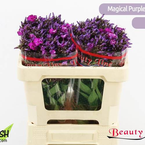 Phlox rosa Magical Purple Illusionz 50cm