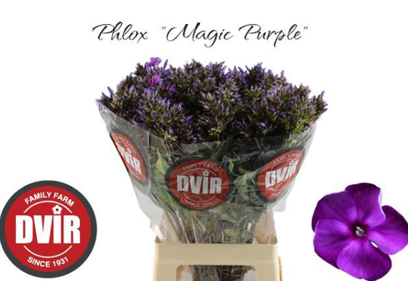 Phlox rosa Magical Purple Illusionz 70cm