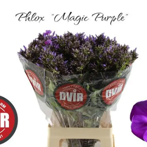 Phlox rosa Magical Purple Illusionz 70cm