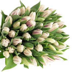 Tulpe weiss/lila Flaming Flag 24 Gramm