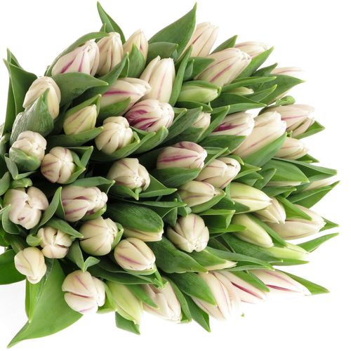 Tulpe weiss/lila Flaming Flag 24 Gramm