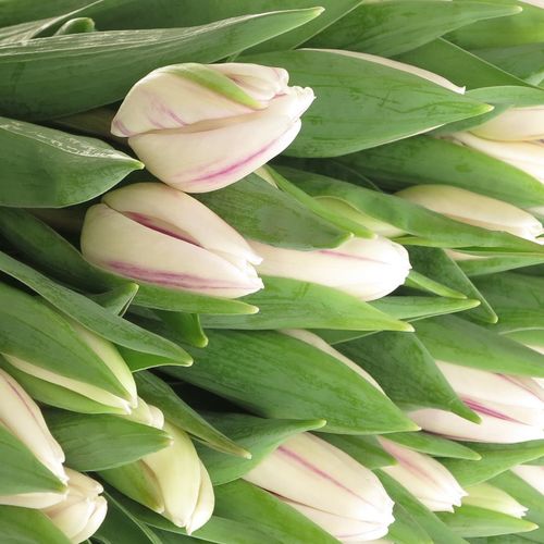 Tulpe weiss/lila Flaming Flag 24 Gramm