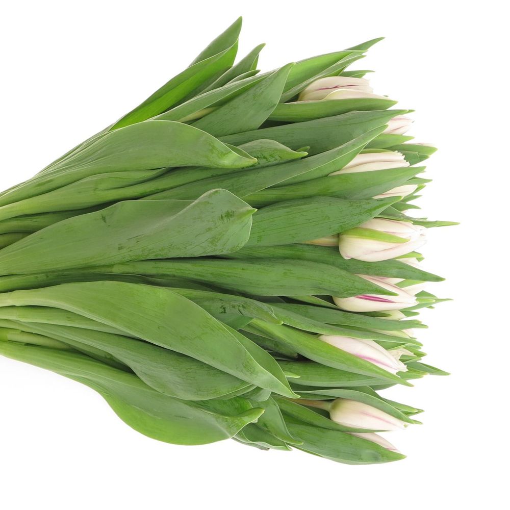 Tulpe weiss/lila Flaming Flag 24 Gramm