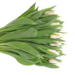 Tulpe weiss/lila Flaming Flag 24 Gramm