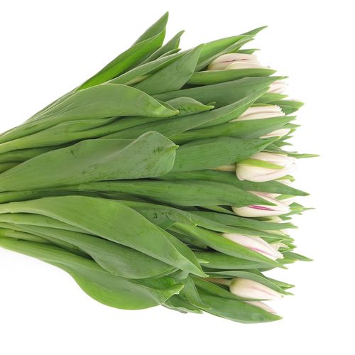Tulpe weiss/lila Flaming Flag 24 Gramm