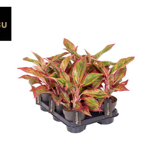 Aglaonema orange/grün Jungle Lava T12 H040
