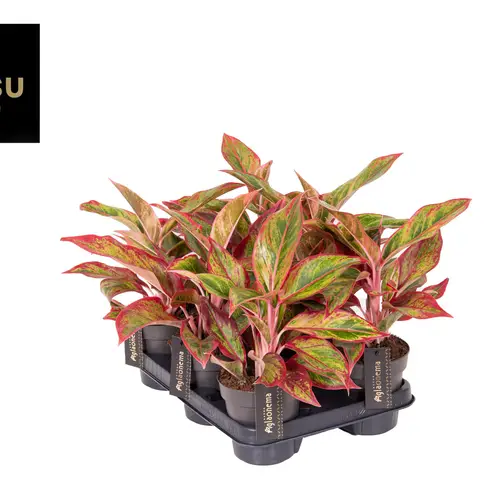 Aglaonema orange/grün Jungle Lava T12 H040