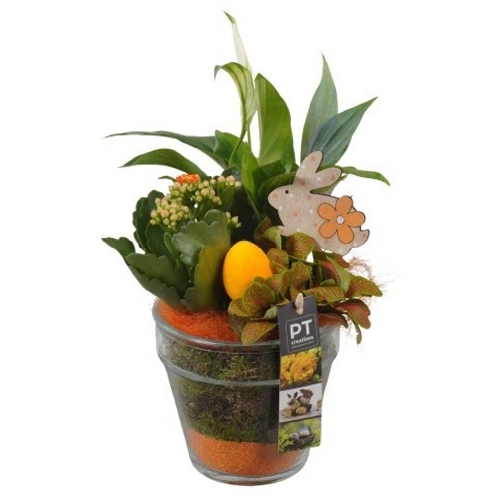 Spath.Arr PTPG9396 Ostern T13 H033