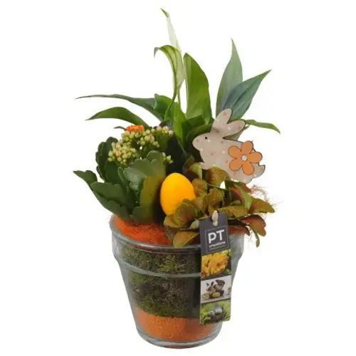 Spath.Arr PTPG9396 Ostern T13 H033