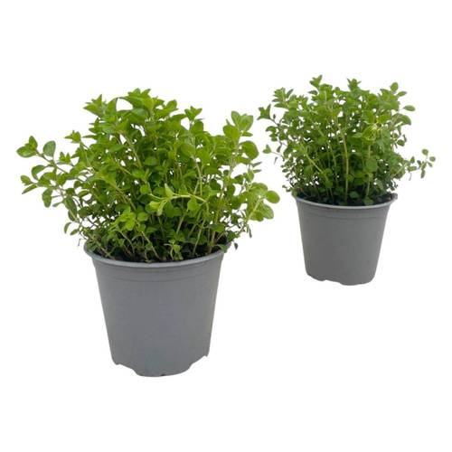 Origanum Vulgare T14 H25