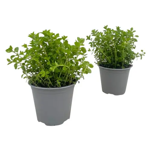 Origanum Vulgare T14 H25