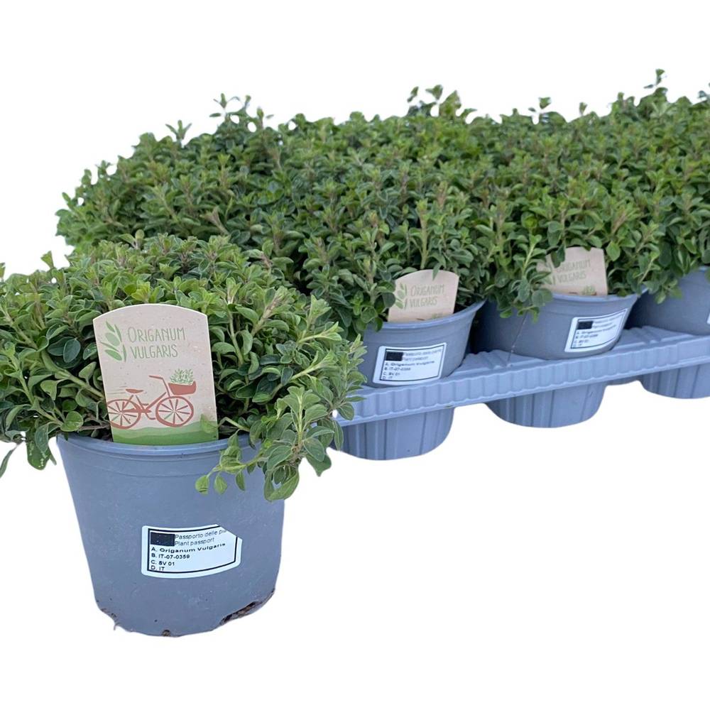 Origanum Vulgare T14 H25
