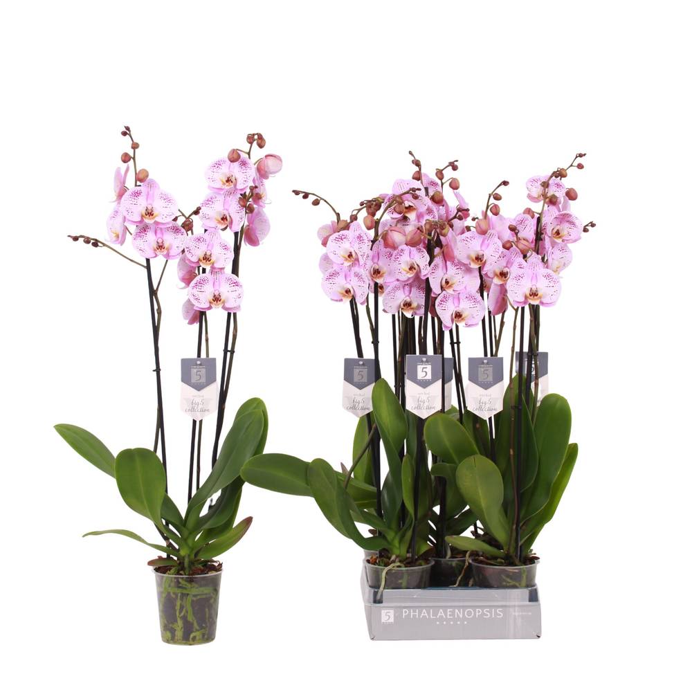 Phal.3-R hell rosa Spotted World T12 H060