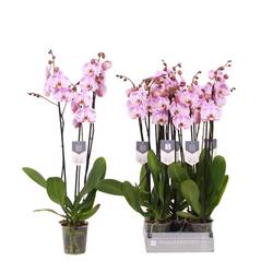 Phal.3-R hell rosa Spotted World T12 H060
