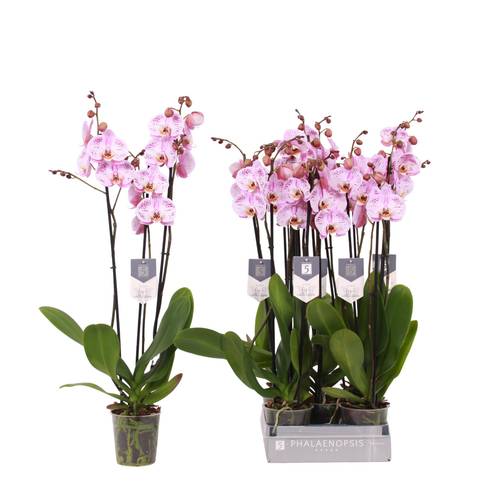 Phal.3-R hell rosa Spotted World T12 H060