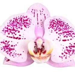 Phal.3-R hell rosa Spotted World T12 H060