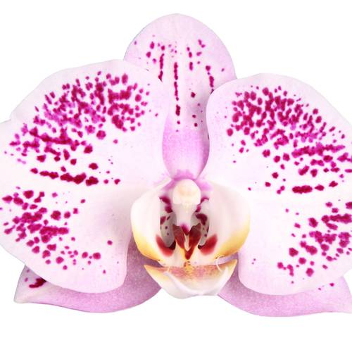 Phal.3-R hell rosa Spotted World T12 H060