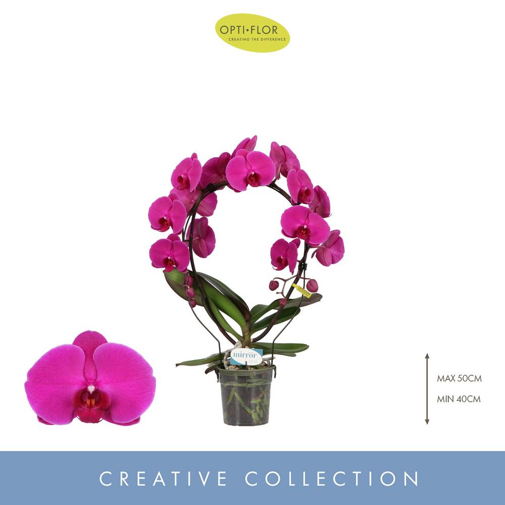 Phal.2-R lila Mirror Miracle Mulan T12 H050