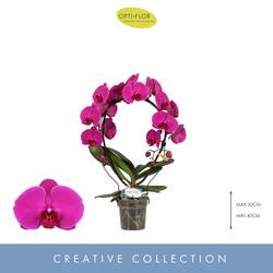 Phal.2-R lila Mirror Miracle Mulan T12 H050