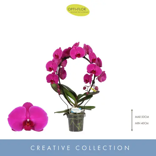 Phal.2-R lila Mirror Miracle Mulan T12 H050