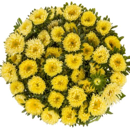 Aster gelb Matsumoto 50cm
