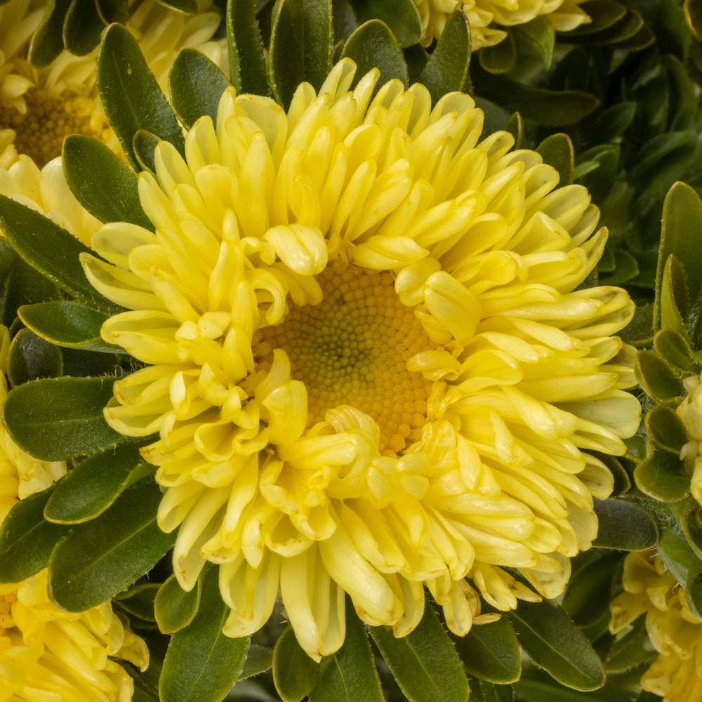 Aster gelb Matsumoto 50cm