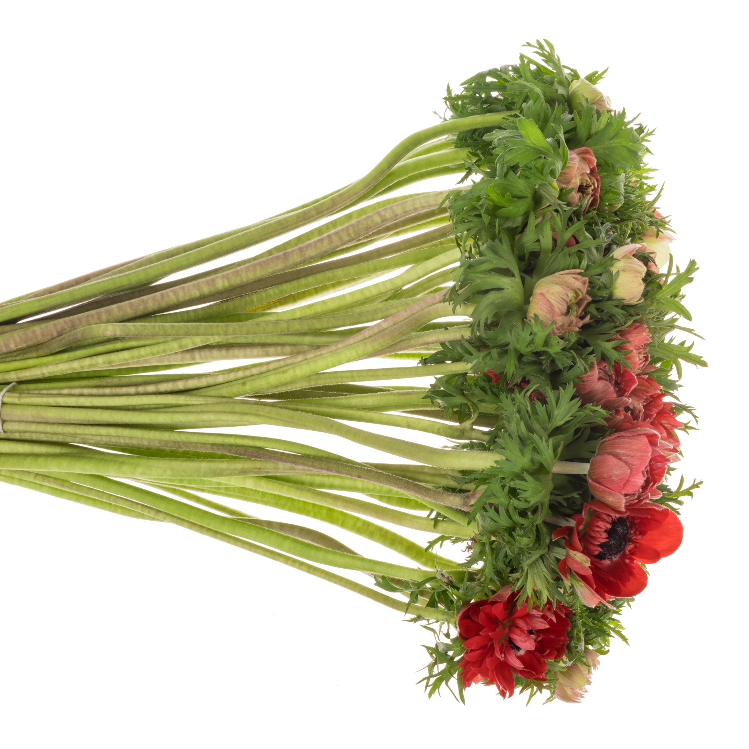 Anemone rot Levante Red 40 cm Italien