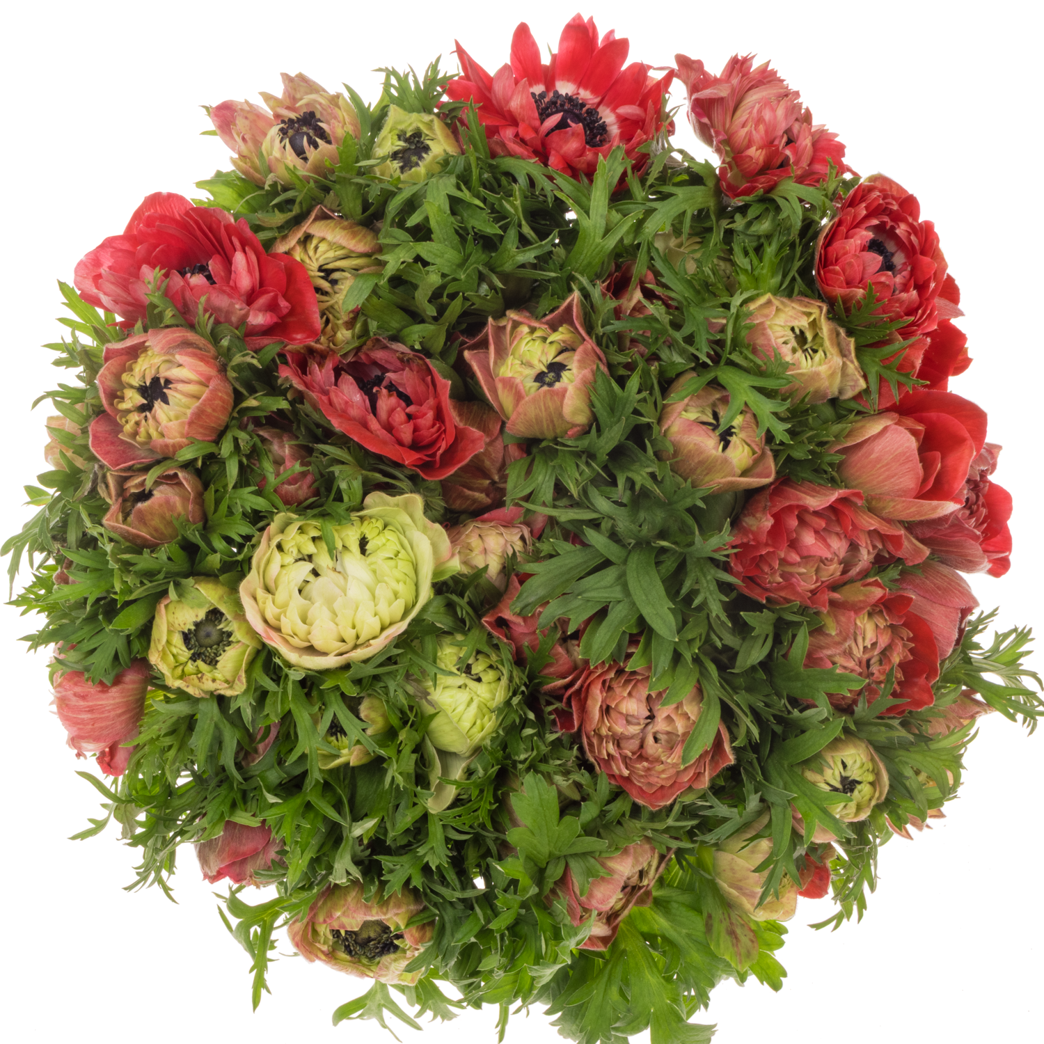 Anemone rot Levante Red 40 cm Italien