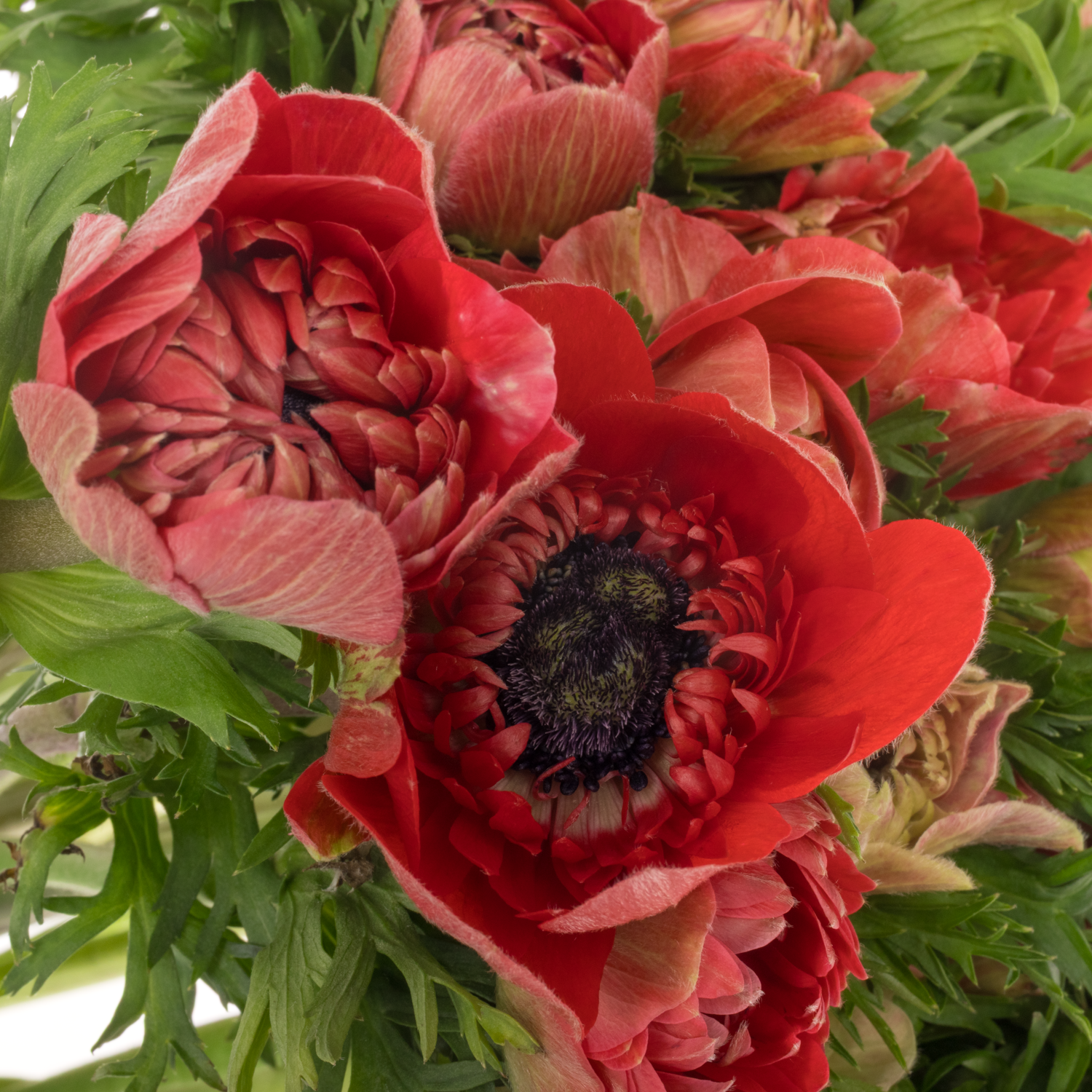 Anemone rot Levante Red 40 cm Italien