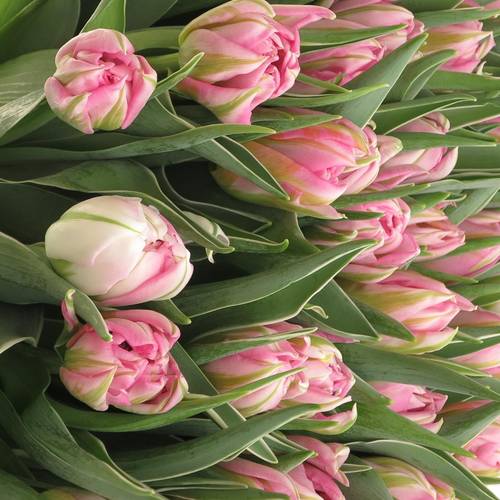 Tulpe rosa doppel DotCom 30 Gramm